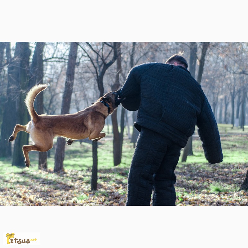 Фото 13. Дрессировка собак и щенков в Одессе. Центр дрессировки собак SMART-DOG