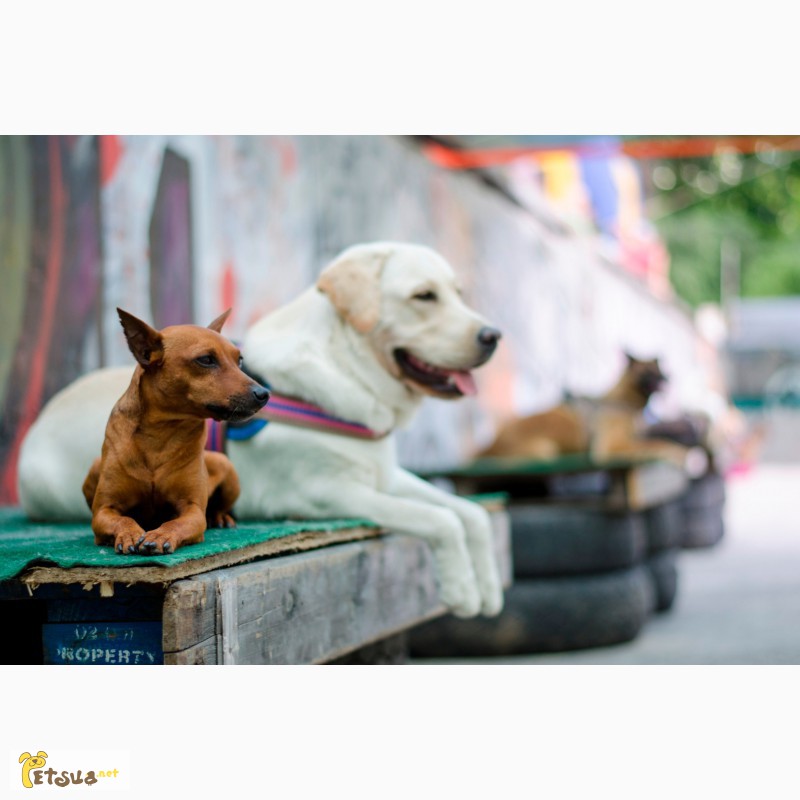 Фото 2. Дрессировка собак и щенков в Одессе. Центр дрессировки собак SMART-DOG