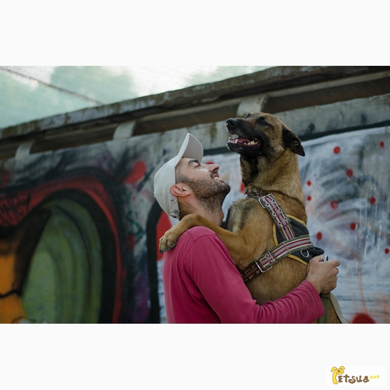 Фото 5. Дрессировка собак и щенков в Одессе. Центр дрессировки собак SMART-DOG