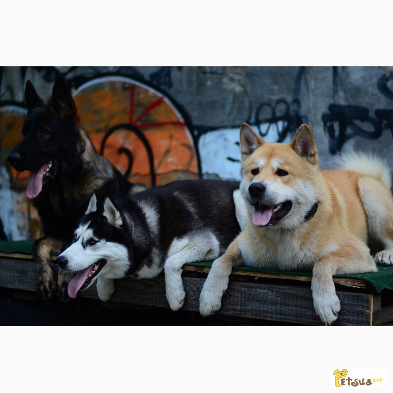 Фото 7. Дрессировка собак и щенков в Одессе. Центр дрессировки собак SMART-DOG