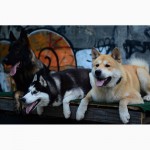 Дрессировка собак и щенков в Одессе. Центр дрессировки собак SMART-DOG