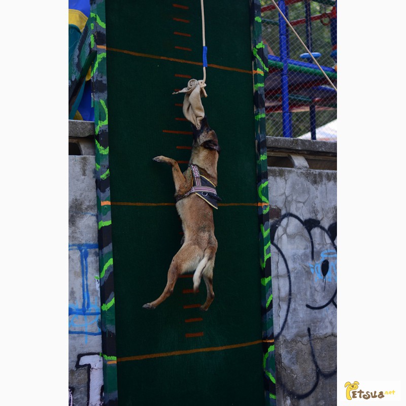 Фото 9. Дрессировка собак и щенков в Одессе. Центр дрессировки собак SMART-DOG