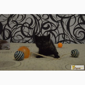 Шотландська Прямовуха, черепаховый, триколірний - кішка (Чорний)