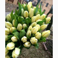 Тюльпаны к 8 марта из Голландии/тюльпани до 8 березня