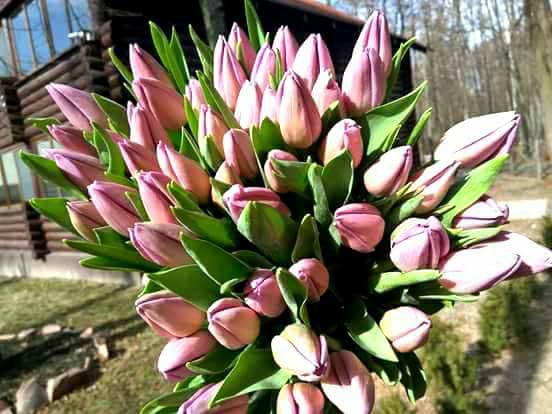 Фото 4. Тюльпаны к 8 марта из Голландии/тюльпани до 8 березня