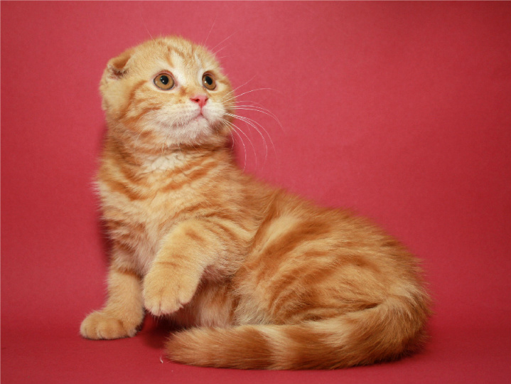 Фото 2. Шотландский вислоухий котенок, мальчик