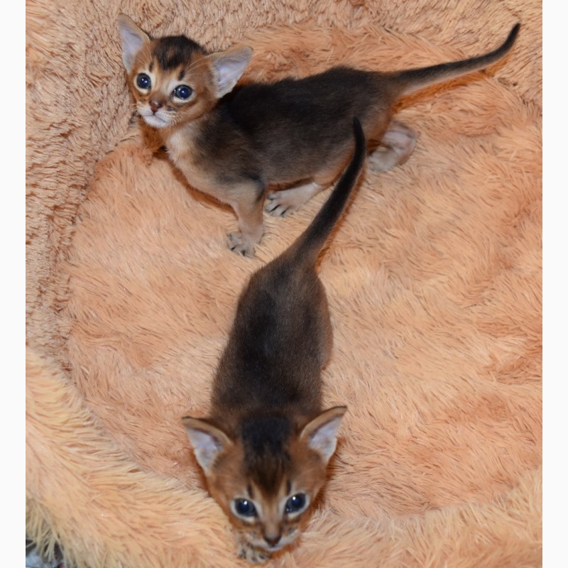 Фото 3. Питомник абиссинских кошек