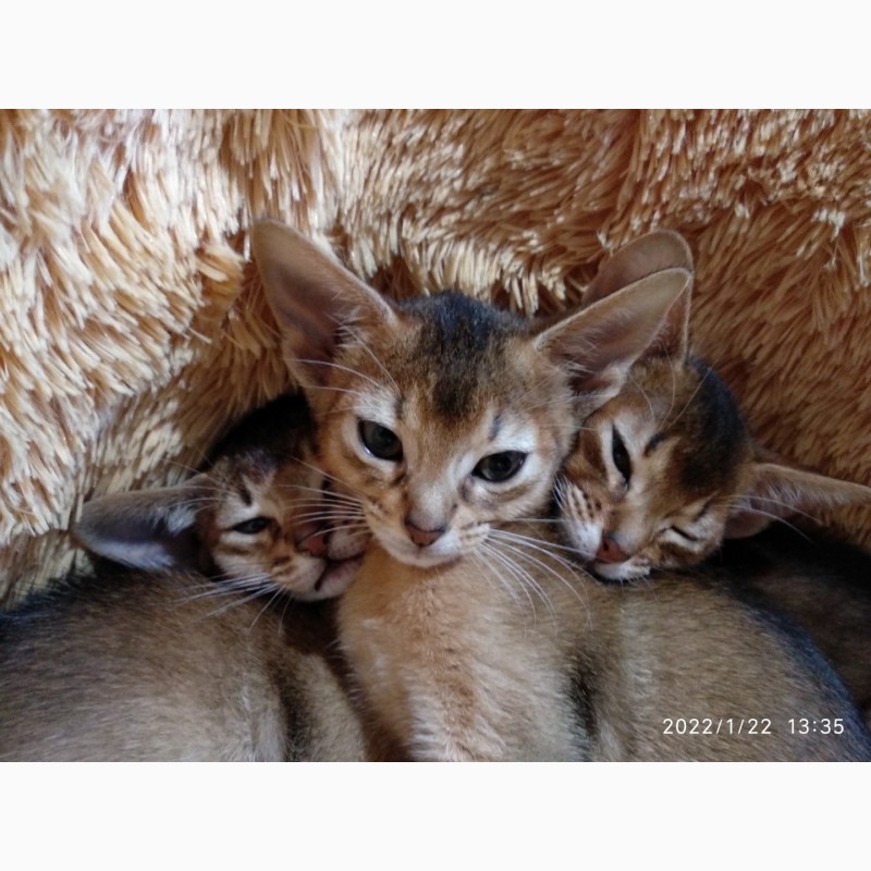 Фото 4. Питомник абиссинских кошек