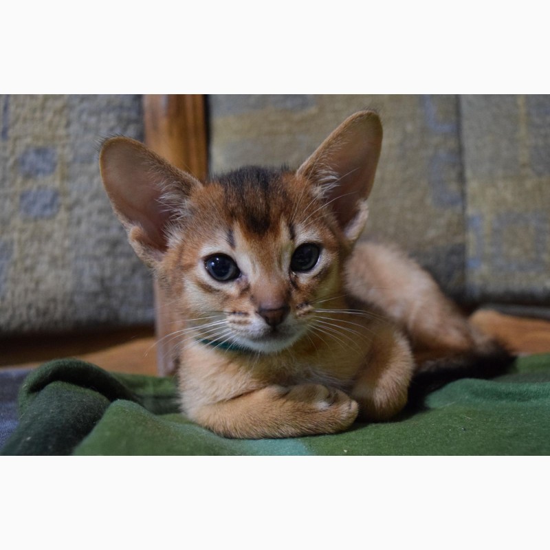 Фото 6. Питомник абиссинских кошек