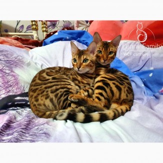 Элитные золотые Бенгальские котята шоу-брид-класса, питомник