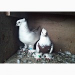Продаю Андижанских голубей