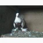 Продаю Андижанских голубей