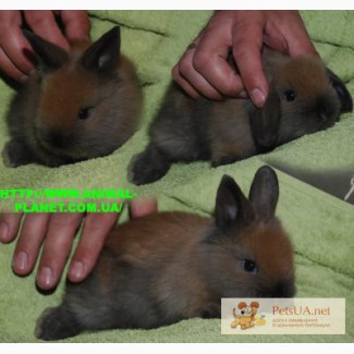 Декоративный карликовый кролик : вислоихие и торчеухие ручные привитые крольчата