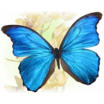 Живые бабочки в Киеве