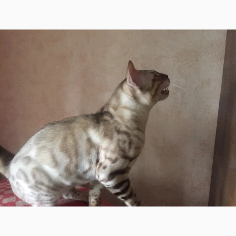 Фото 8. Бенгальский котенок - девочка (полный комплект документов)