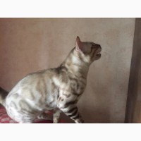 Бенгальский котенок - девочка (полный комплект документов)