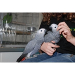 Жако краснохвостый - самый умный в мире попугай - ручные птенцы