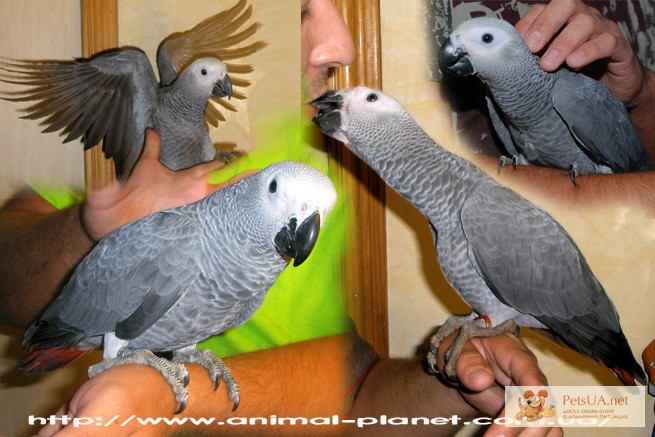Фото 3/3. Жако краснохвостый - самый умный в мире попугай - ручные птенцы