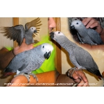 Жако краснохвостый - самый умный в мире попугай - ручные птенцы