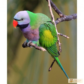 Китайский кольчатый попугай - ручные птенцы выкормыши нашего разведения