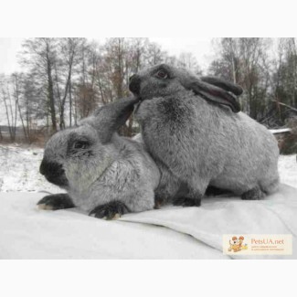 Продам племенных кроликов серебристый