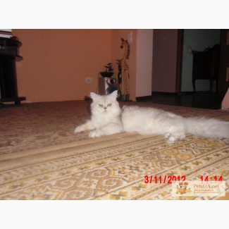 Кошка Персидская, серебристая шиншилла