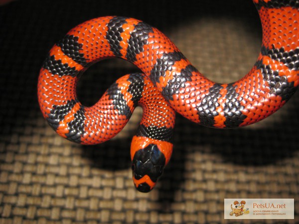 Фото 1/1. Гондурасская молочная змея lt hondurensis