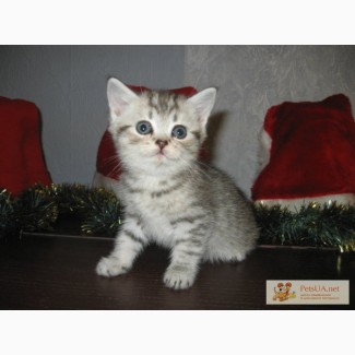 Шотландский прямоухий (страйт) котенок Шотландский короткошерстный (скоттиш страйт) вискасный коте