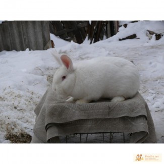Кролики Новозеландский Белый(НЗБ)