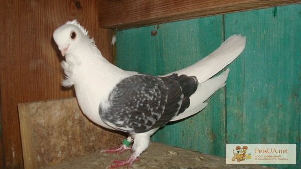 Продам голуба домінікана (чайка)