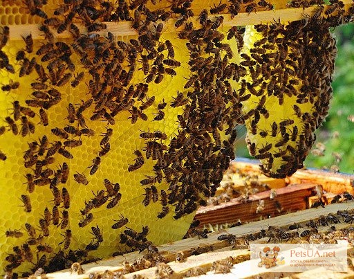 Фото 1/1. Продам карпатских, итальянских пчел, пчелосемьи!!!