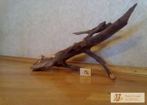 Фото 3. Продам ивовые коряги(корень)