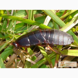 Суринамский таракан (Pycnoscelus surinamensis).
