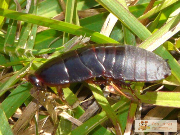 Фото 1/1. Суринамский таракан (Pycnoscelus surinamensis).