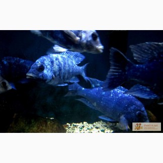 Новинка - Пятнистый Фенохилус (Placidochromis phenochilus)
