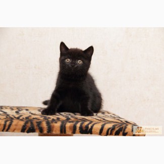Британский котенок черного окраса
