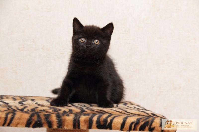 Фото 1/1. Британский котенок черного окраса