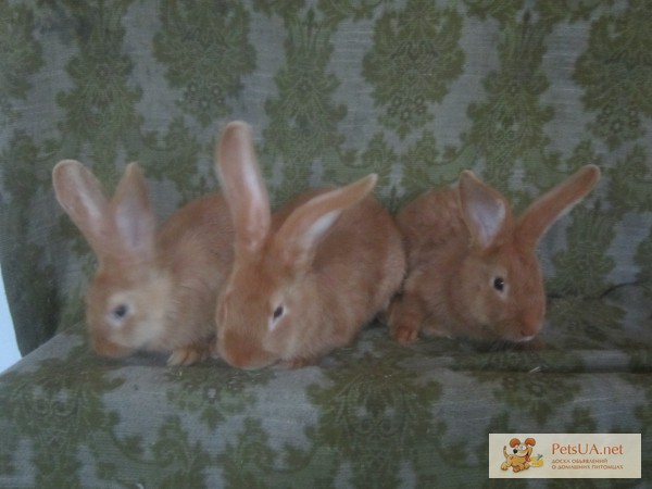 Фото 1/1. Кролики бургунский красный,БСС,серебро полтавское,фланд.
