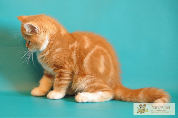 Фото 3. Шотландские котята скоттиш фолд и страйт