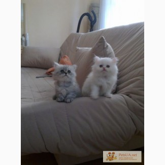 Чудесные персидскиее котята мальчики 2 месяца