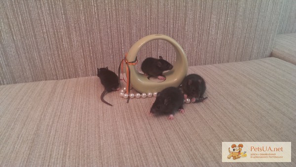 Фото 1/1. Маленькие крысята Окрас: черно-белый, маркировка: ирландская, уши и шерсть: ст