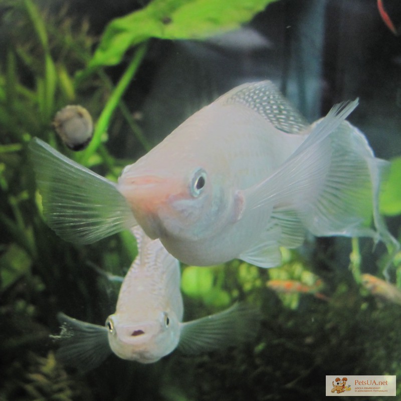 Фото 2. Мирные рыбки в Ваш аквариум