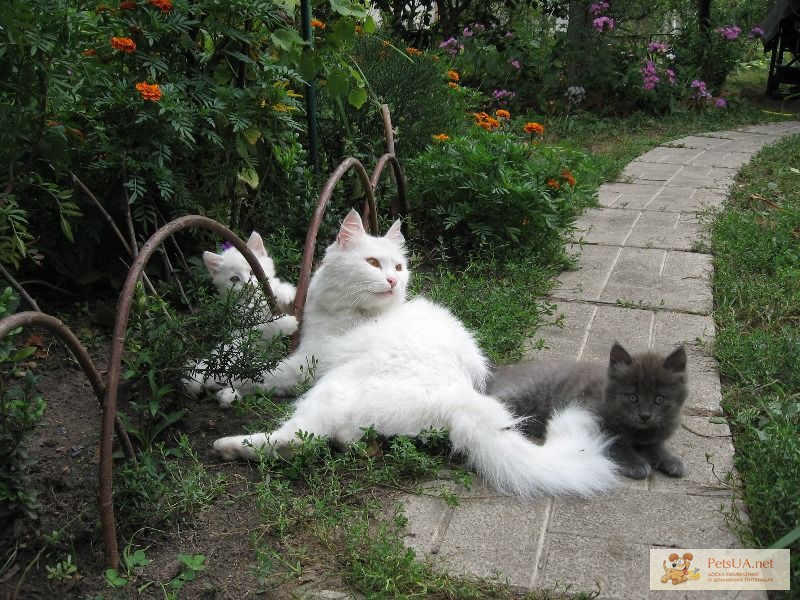 Пушистые милые котята Турецкой ангоры ищут хозяина