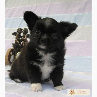 Продается щенок чихуахуа длинношерстный( черно-белый мальчик).