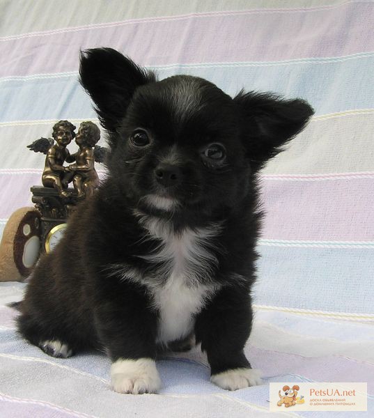Продается щенок чихуахуа длинношерстный( черно-белый мальчик).