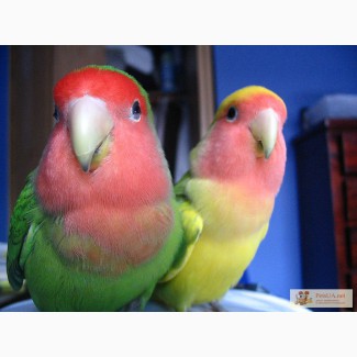 Продам два попугая неразлучники