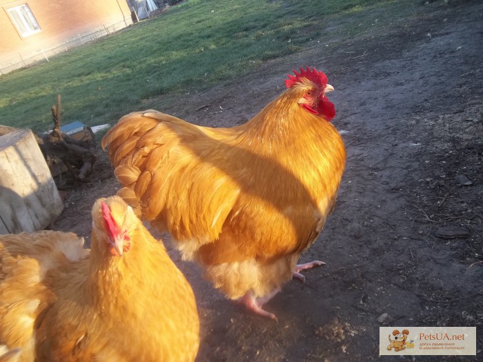 Фото 1/1. Продам цыплят орпингтона, кохинхина и марана орпингтон, кохинхин, маран
