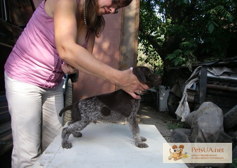 Продается алиментный щенок курцхаара- кобель, дата рождения 23.06.2012. г. Запорожье. Плановая вязка