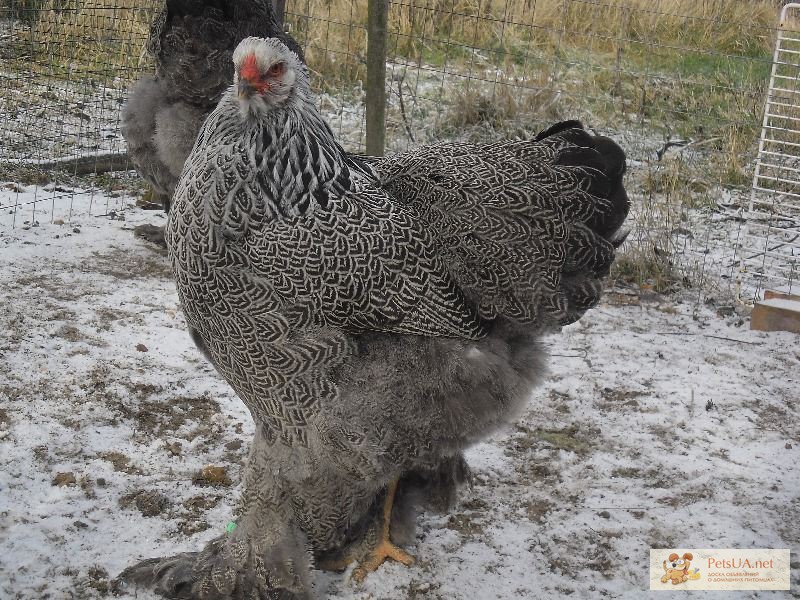 Яйца янкубационные брама, виандот