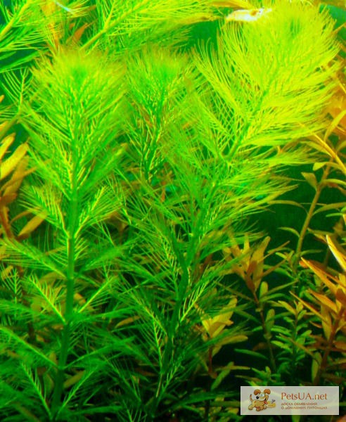 Перистолистник зелёный, аквариумное растение